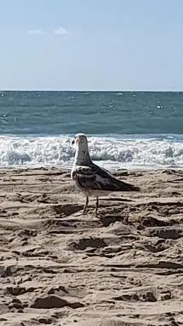 Photo de Santa Catalina Beach