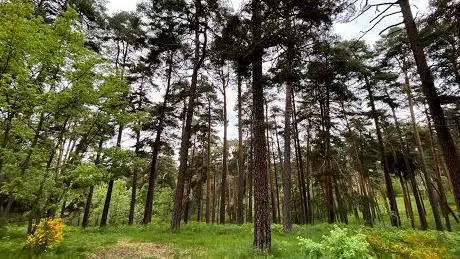 Photo de Pinar de Hoyocasero