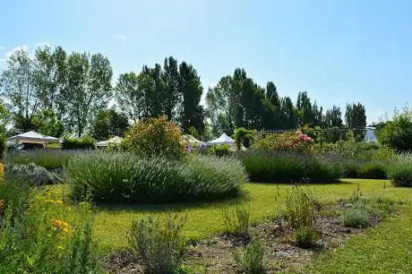 Photo de Festa della lavanda