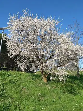 Photo de Gardens and skatepark