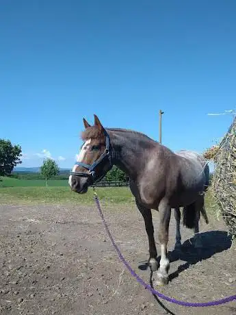 Photo de Cousland Park Training And Livery Centre