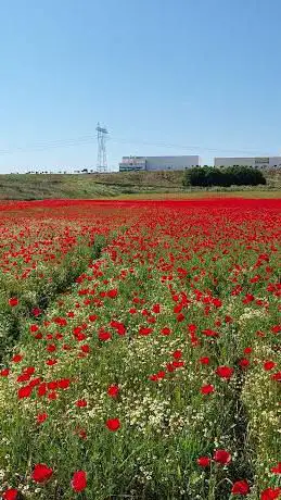 Photo de Campo de amapolas