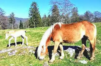 Wildpark Romont