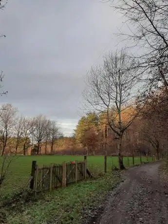 Koningsbos