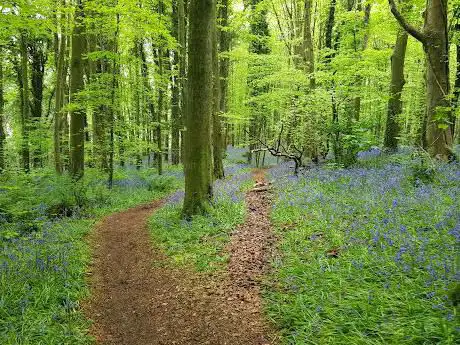 Photo de Narrow Water Forest