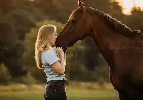 Horsify