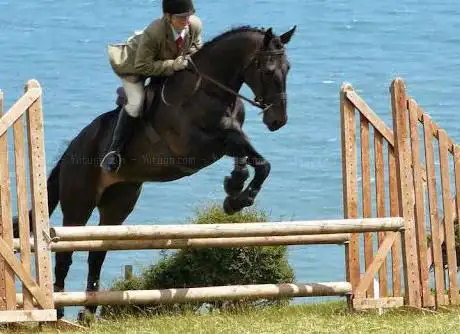 Bridfa Genal Stud