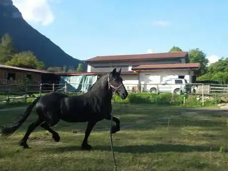Photo de Allevamento Il Nitrito