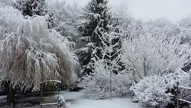 Photo de bois le roi