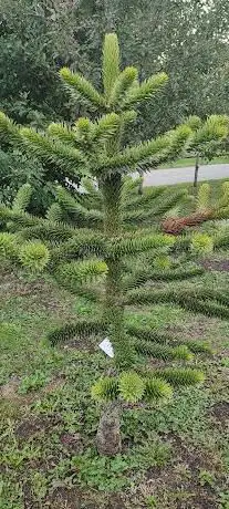Fonds pour l arbre