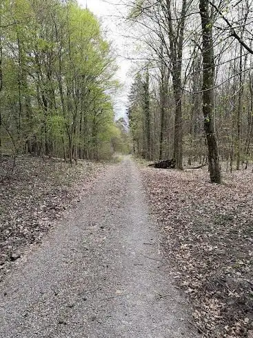 Hardtwald nördlich von Karlsruhe