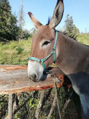 Photo de Rando d'Ane du Vercors