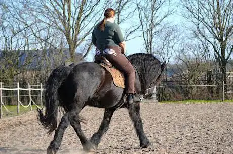 Photo de Amable Paard en Inzicht