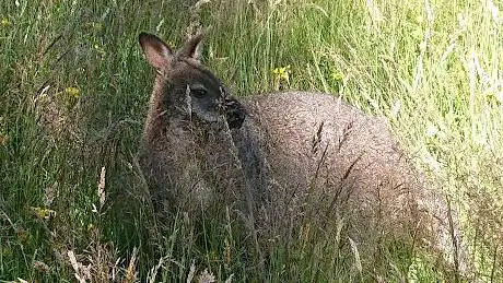 Photo de MWT Close Sartfield Nature Reserve