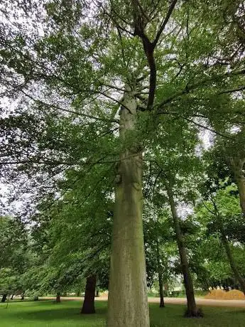 Photo de The Watcher Tree