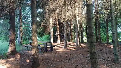 Picnic woodland