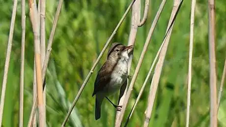 Bird watching area Flevopost