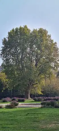Il platano MATUSALEMME