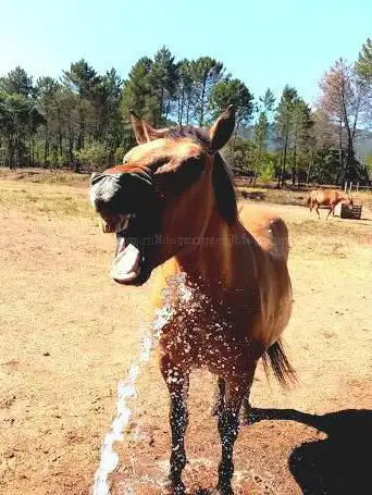 Photo de Les chevaux de Violette