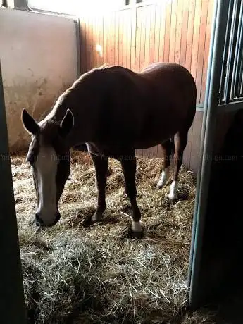 Photo de Circolo Ippico Gli Amici del Cavallo