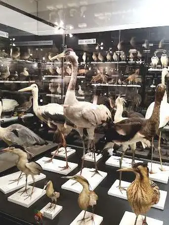 Photo de Musée Ornithologique Charles Payraudeau