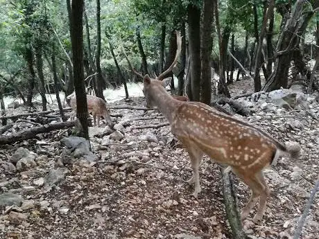 Parco Faunistico al Bosco