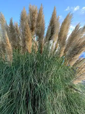 Plantidee