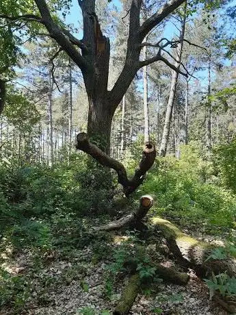 Photo de Konijnenberg - Ter Duinen