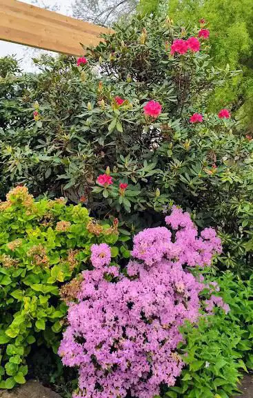 Photo de Rhododendron Tal