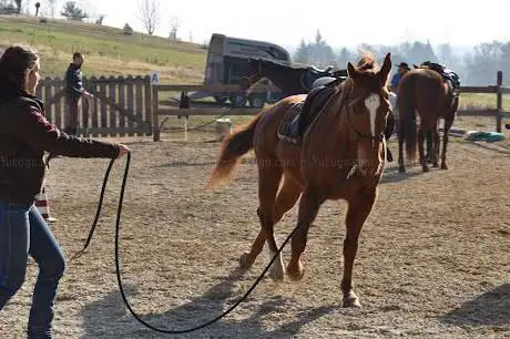 Photo de Centro Equestre Amaranto ASD