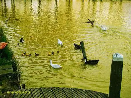 LAKE Oost-Souburg