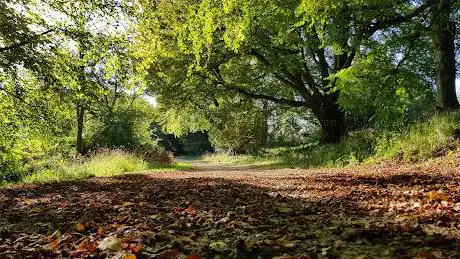 Photo de Wytham Woods