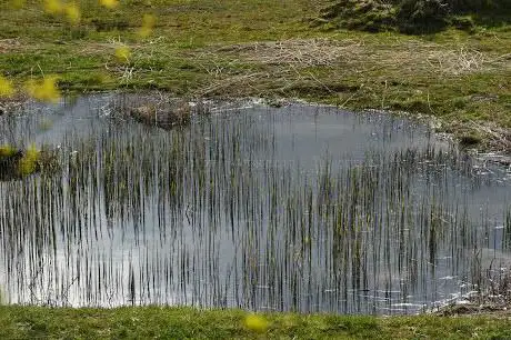 Weiher