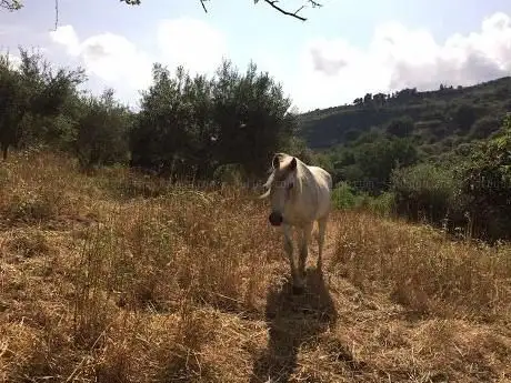 Photo de Maneggio Scaglione Equiturismo