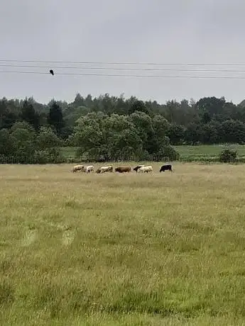 Photo de Kingsthorpe North Meadows