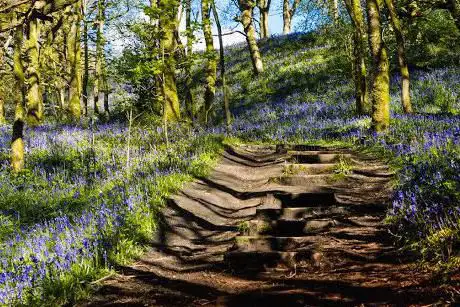 Photo de Ringley Wood