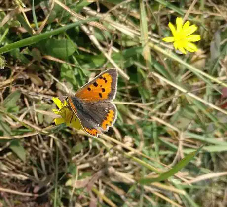 Photo de Moor Farm Nature Reserve