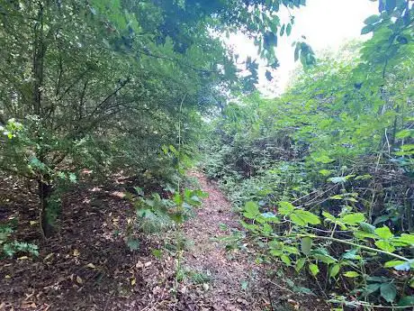 Mulberry Forest