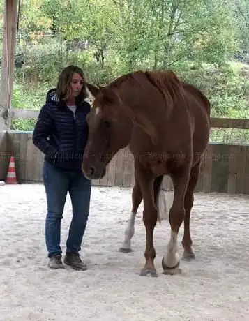Poney-club des Cattys