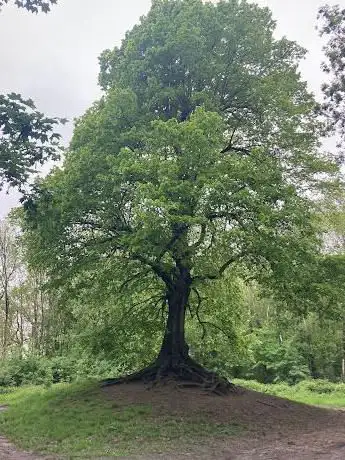 Arbre de la Liberté