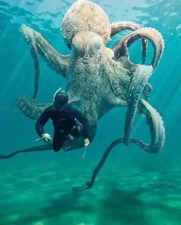 Photo de Oasi Blu | Diving Center