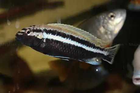 Photo de Das-Mietaquarium.at