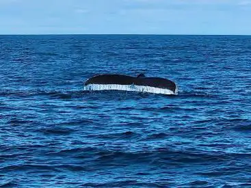 Photo de Newburyport Whale Watch