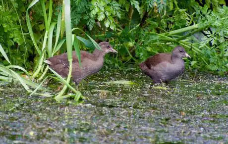 Vardens Pond