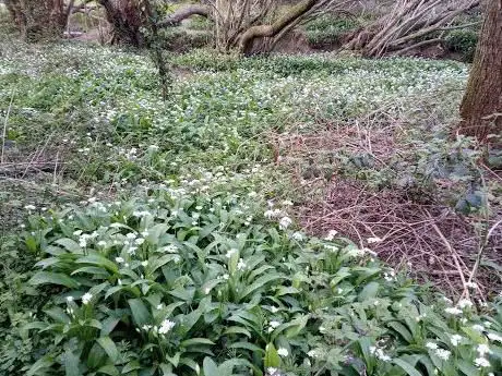 Whiddon valley woods