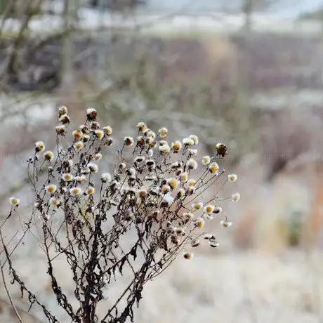 Photo de In Bloom