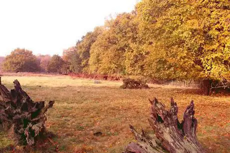 North Cliffe Wood Nature Reserve