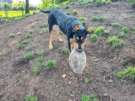 Photo de Bark Park for Dogs
