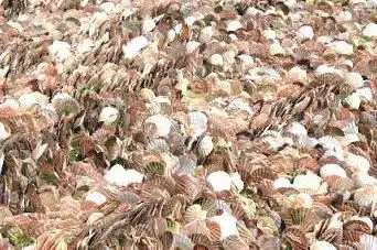 Photo de Scallop Shell Dune