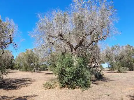 Ulivo Millenario Più Antico D'Italia